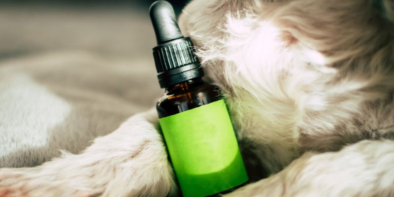 CBD for Dogs